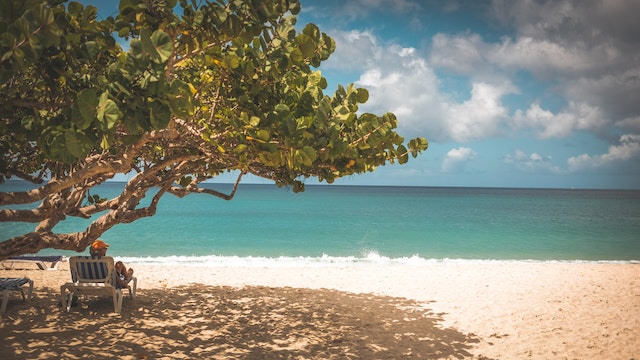Man sitting on beach under tree